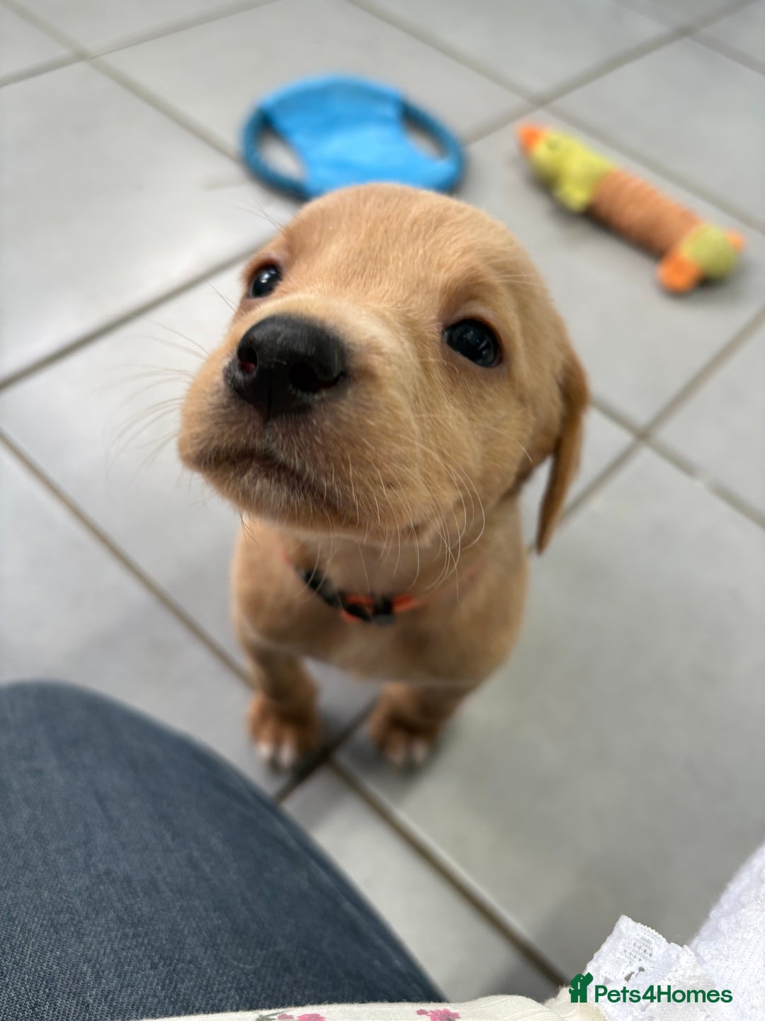 Labrador Retriever dogs for sale: Most Beautiful litter of KC Reg Fox Labradors - Advert 1