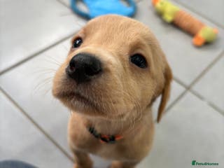 Labrador Retriever dogs Most Beautiful litter of KC Reg Fox Labradors - Advert 9