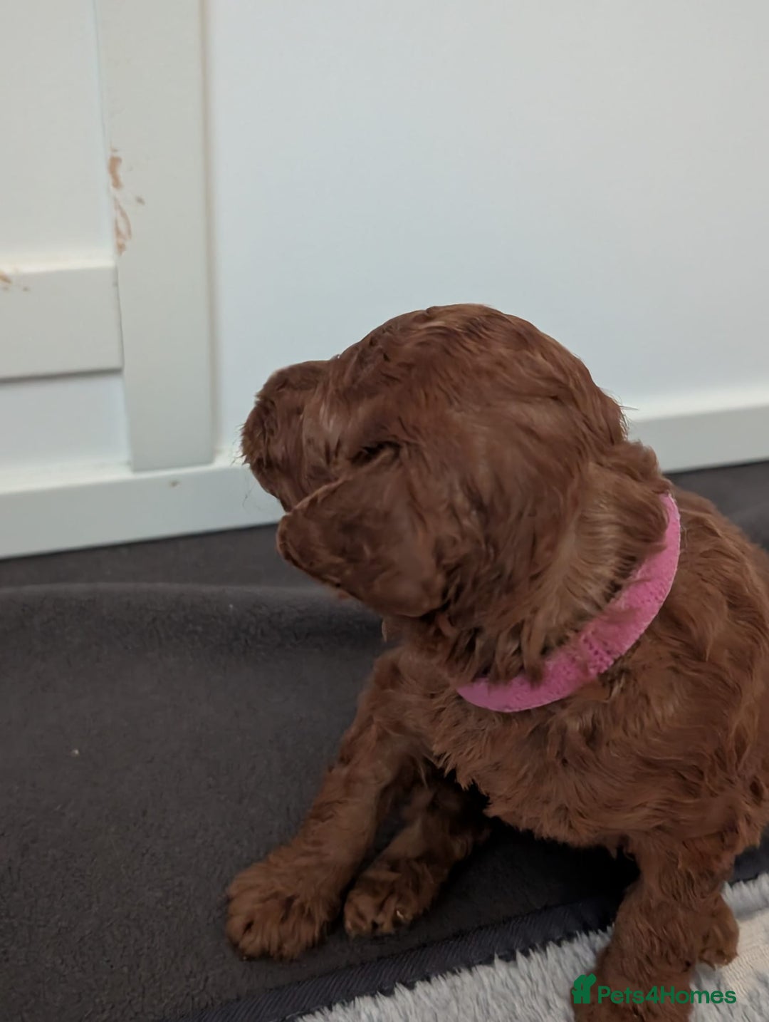 Miniature Poodle dogs for sale: Stunning red miniature poodle - Advert 27