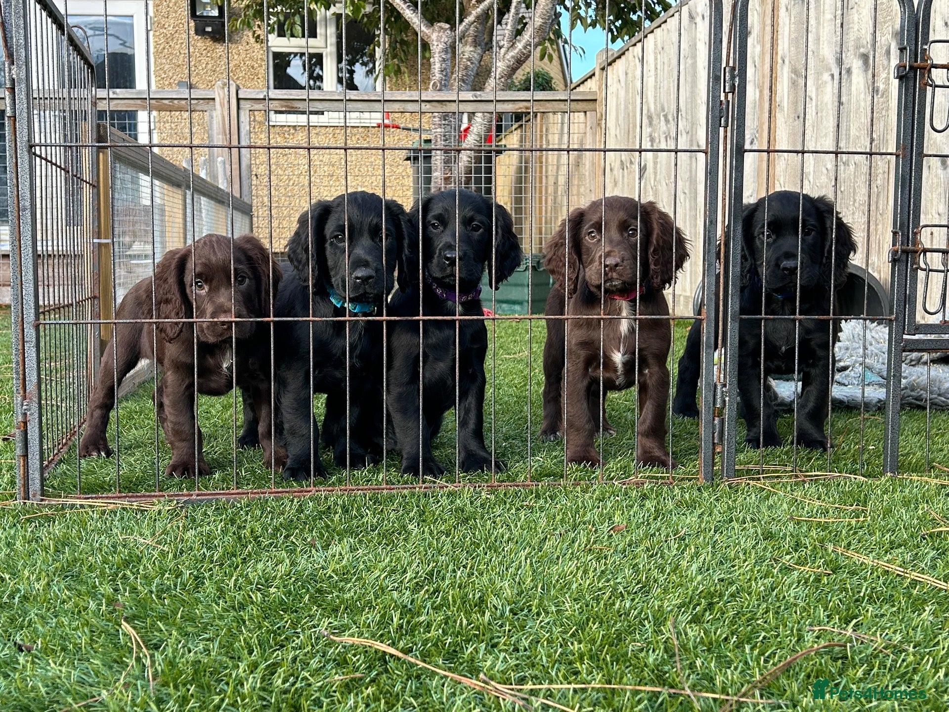 Cocker Spaniel dogs for sale: Working cocker puppies - Advert 1