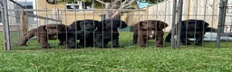 Cocker Spaniel dogs for sale: Working cocker puppies - Advert 1