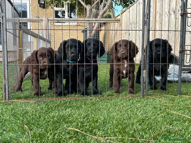 Cocker Spaniel dogs for sale: Working cocker puppies - Advert 1