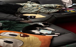 Mixed Breed cats for sale: 2 bonded males needs a home asap - Image 13