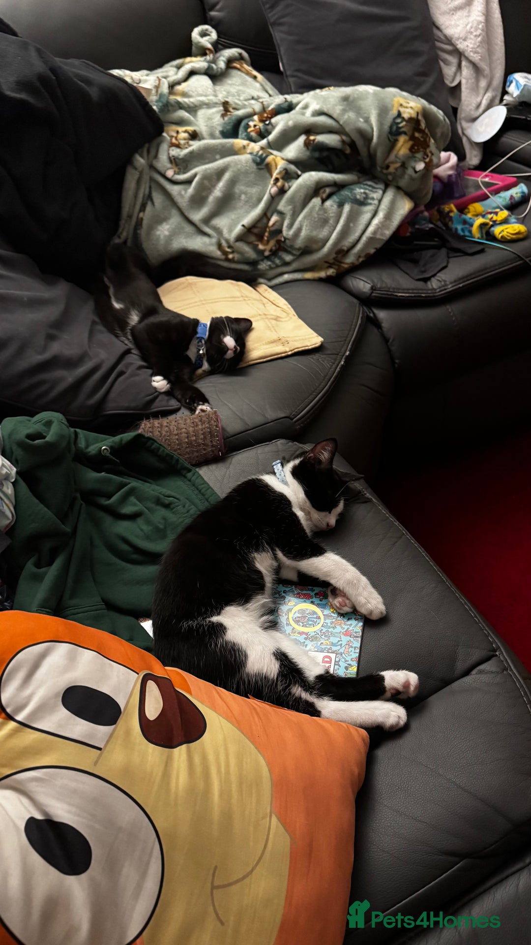 Mixed Breed cats for sale: 2 bonded males needs a home asap - Image 13