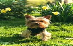Yorkshire Terrier dogs for stud:  Miniature Experienced Yorkshire Terrier STUD  - Image 6