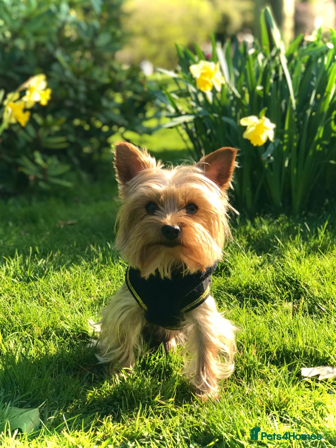 Yorkshire Terrier dogs for stud:  Miniature Experienced Yorkshire Terrier STUD  - Image 6