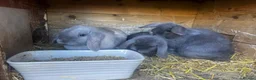 Mini Lop rabbits for sale: Mini loop - Advert 5