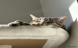 Domestic Shorthair cats for sale: Domestic Tabby For Rehome - Grey - Image 3