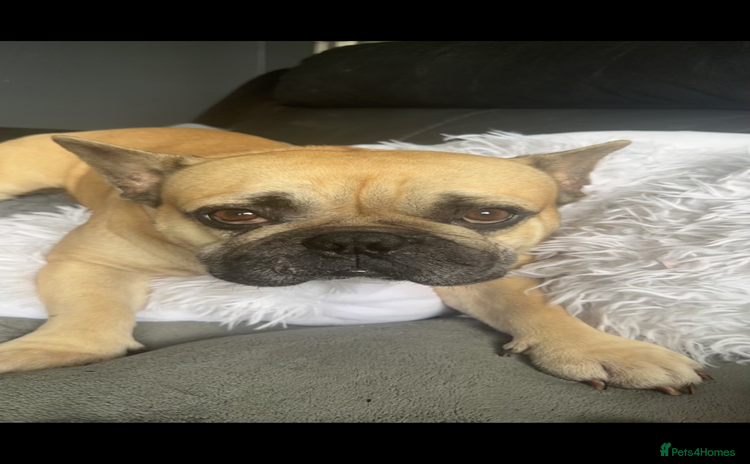 French Bulldog dogs - Advert 1