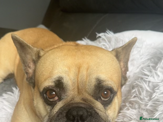 French Bulldog dogs - Advert 35