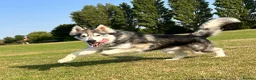 Mixed Breed dogs for sale: Beautiful Shepski girl ready to go  - Advert 8