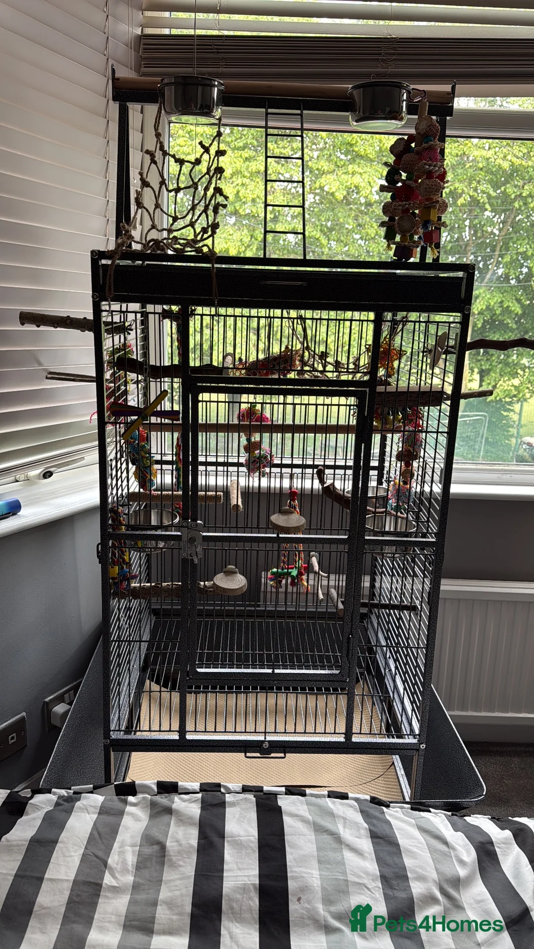 Ringnecks birds for sale: 12 week old male Indian ringneck - Advert 9
