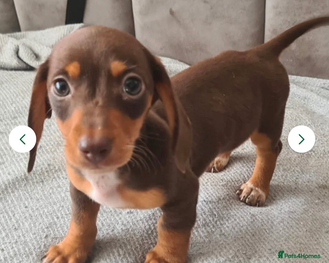 Miniature Dachshund dogs for sale: Last boy ready to leave  - Image 2