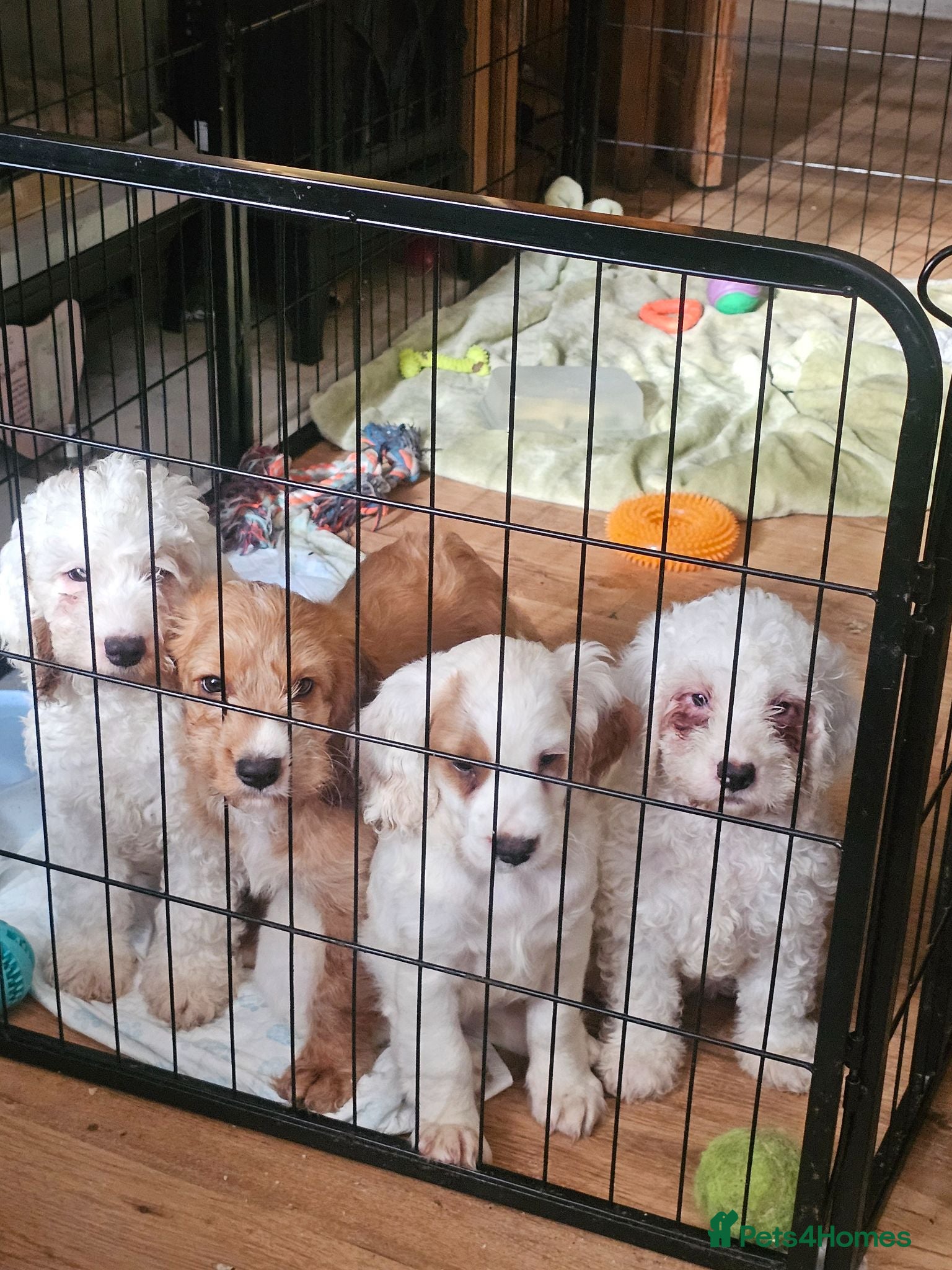 Cockapoo dogs Ready now!! Beautiful white and red F2 cockapoos - Advert 3