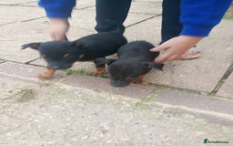 Jack Russell dogs for sale: ONE LAST GIRL READY NOW !!! Tiny Jack Russell - Image 10