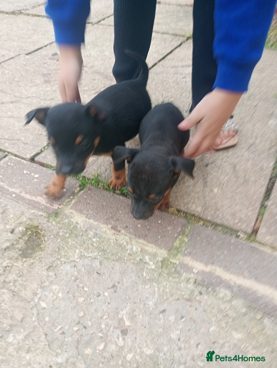 Jack Russell dogs for sale: ONE LAST GIRL READY NOW !!! Tiny Jack Russell - Image 10