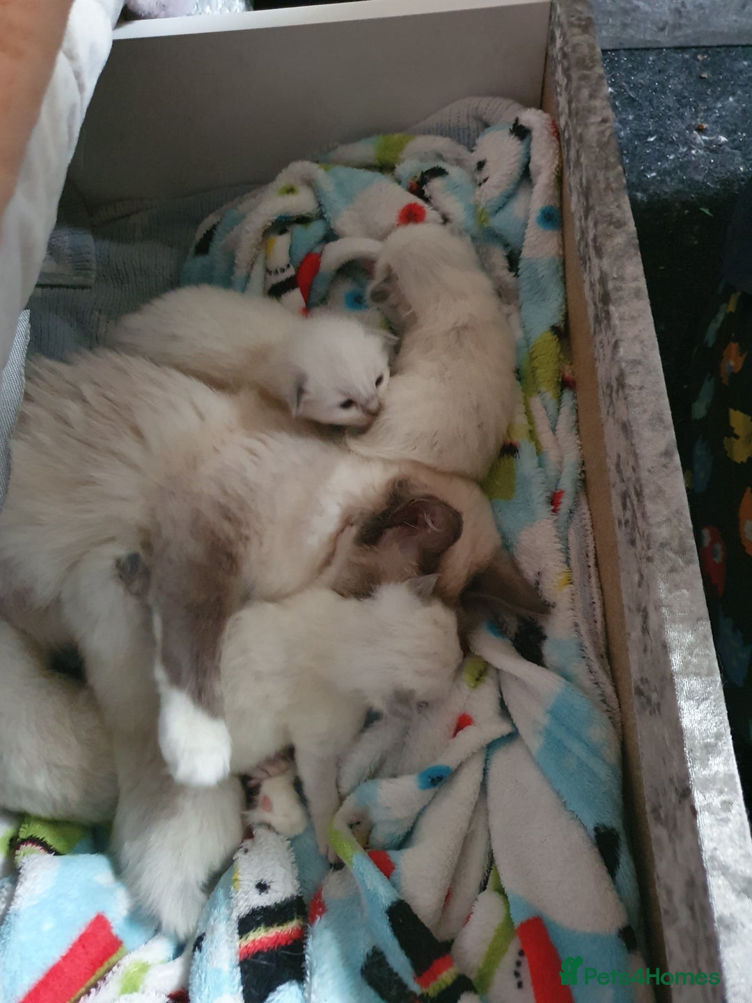 Ragdoll cats for sale: 3 ragdoll kittens forsale - Image 5