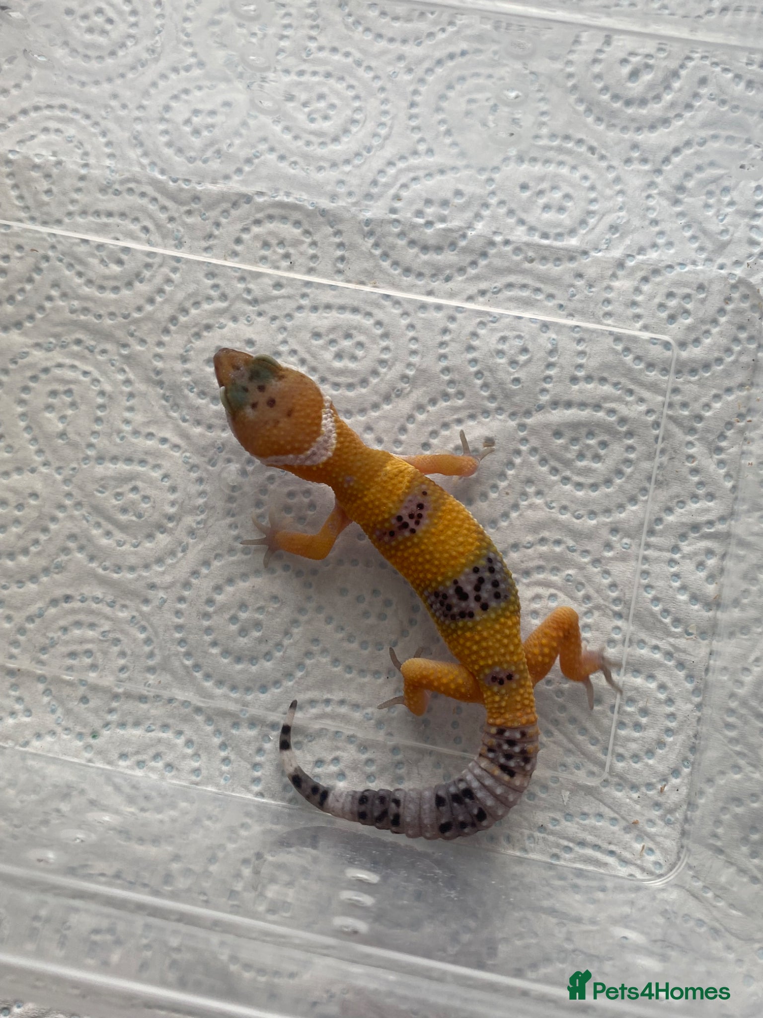 Leopard Gecko reptiles for sale: Various leopard gecko babies cb26  - Advert 3