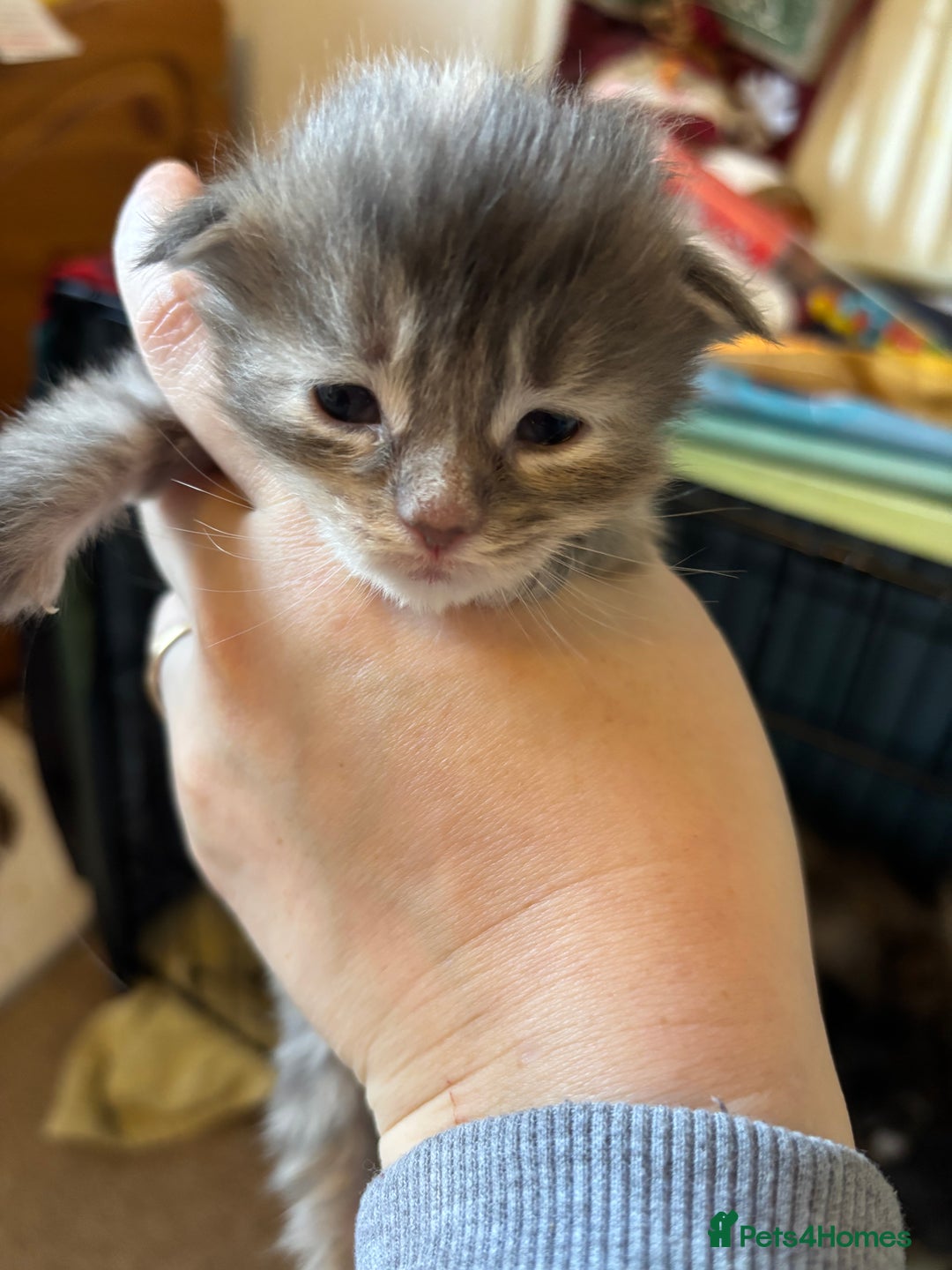 Maine Coon cats for sale: 5 Maine coon babies  - Advert 9