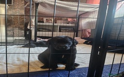 Labrador Retriever dogs for sale: Chunky pups ready now - Advert 21