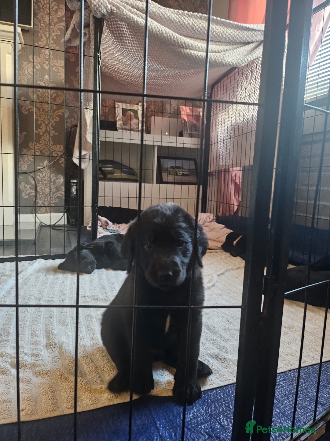 Labrador Retriever dogs for sale: Chunky pups ready now - Advert 21