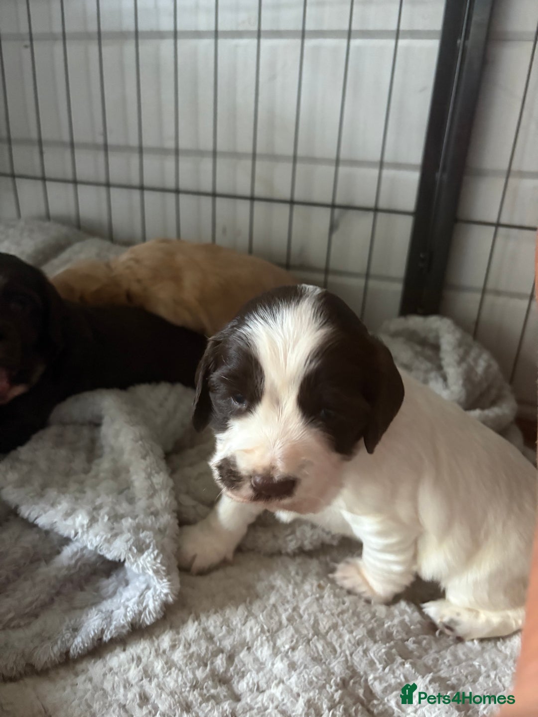Cocker Spaniel dogs for sale: KC FTCH working cocker spaniel puppy’s  - Image 19