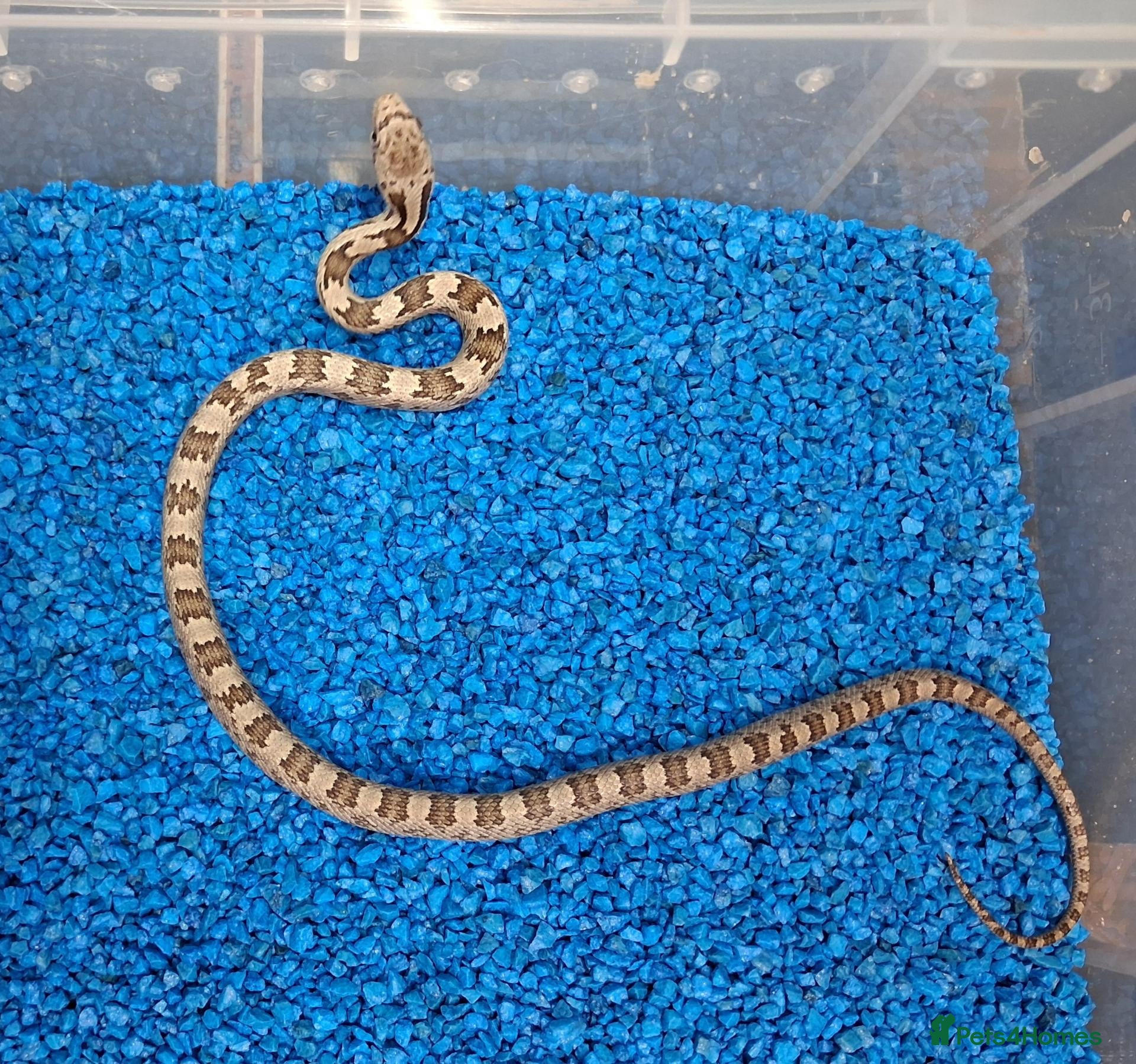 Rat Snake reptiles Hatchling Grey Rat Snakes  - Advert 1