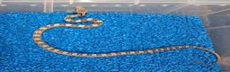 Rat Snake reptiles for sale: Hatchling Grey Rat Snakes  - Advert 1