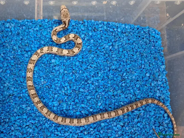 Rat Snake reptiles for sale: Hatchling Grey Rat Snakes - Advert 1