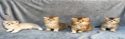 British Longhair cats for sale: Pedigree British longhair golden chocolate lilac - Advert 8
