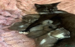 British Shorthair cats for sale: British shorthair x kittens - Image 6