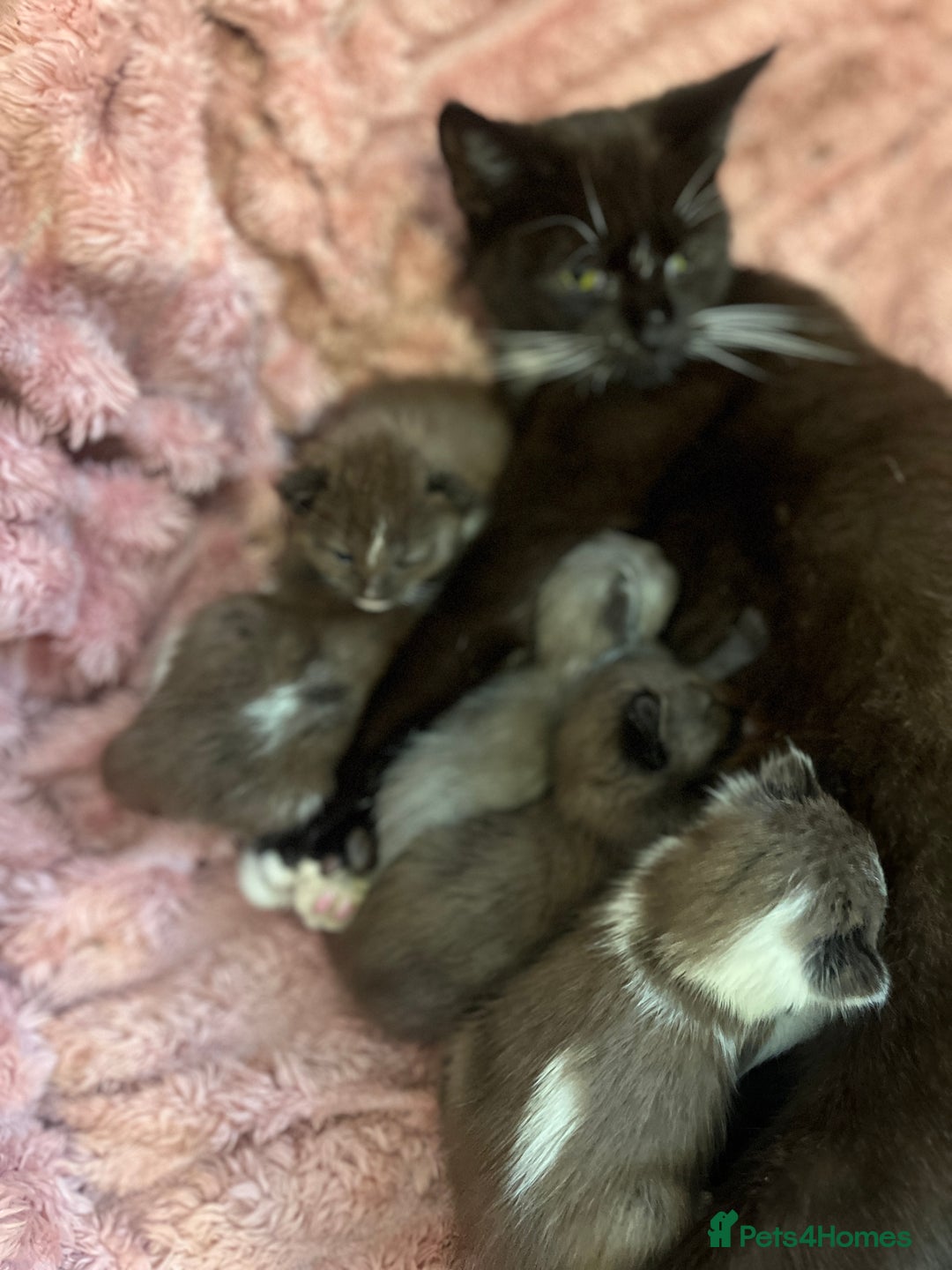 British Shorthair cats for sale: British shorthair x kittens - Image 6