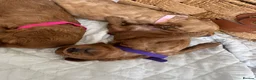 Cavapoo dogs for sale: Beautiful Red Cavapoo Puppies - Advert 12