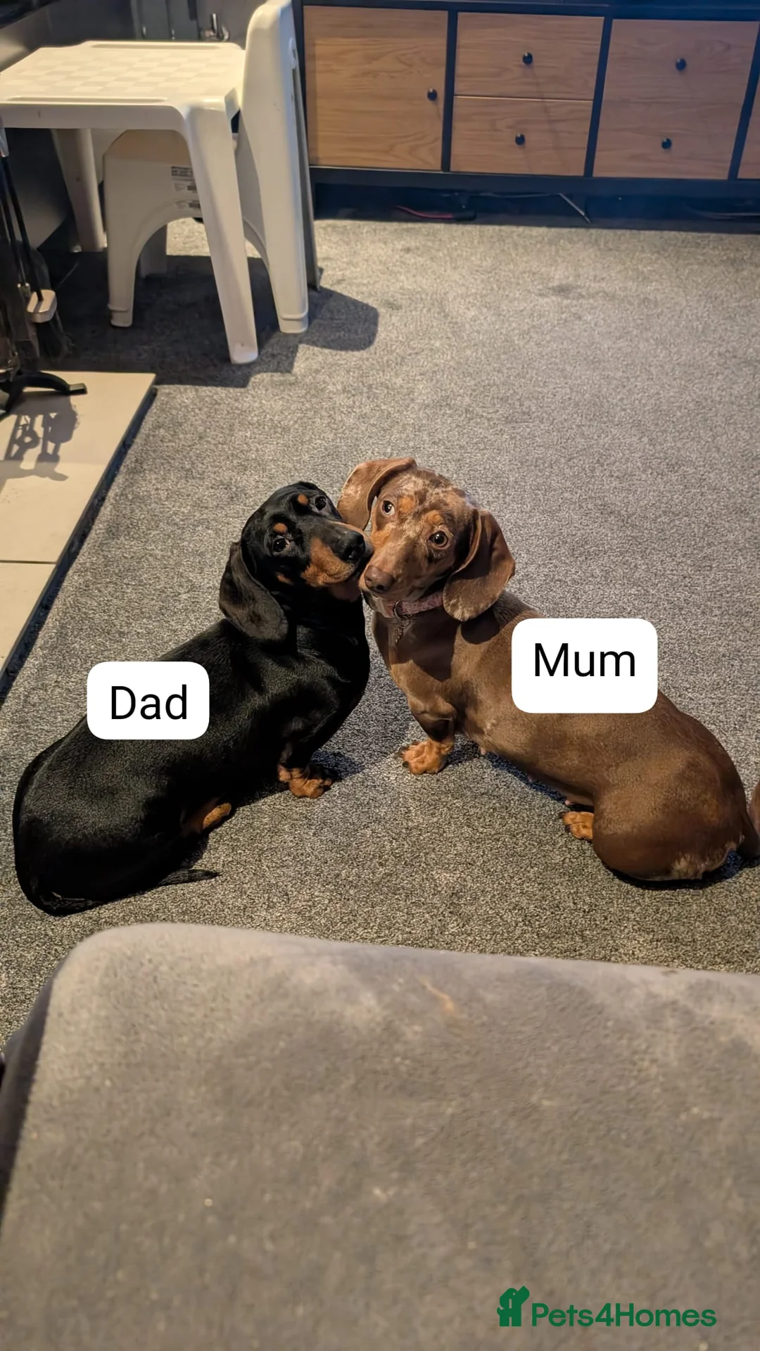 Miniature Dachshund dogs for sale: miniature dachshund puppies litter of 5 - Advert 7