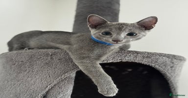 Russian Blue cats - Advert 14