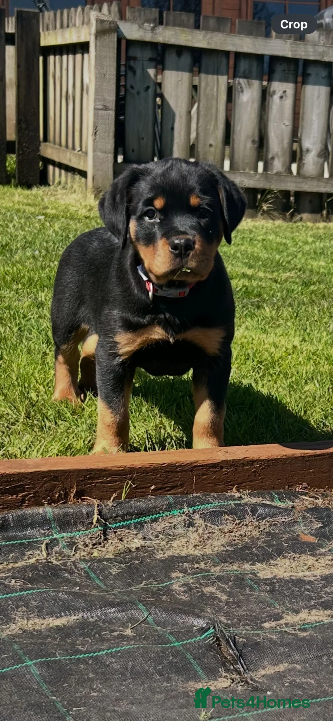 Rottweiler dogs for sale: Rottweiler female puppy  in Coventry - Advert 1