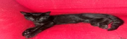 Mixed Breed cats for sale: 2 kittens, black male & tabby female - Advert 7