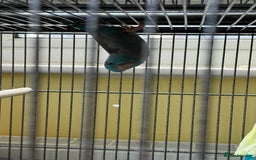 Parakeets birds for sale: 8 year old parrotlet Bluey  - Image 3