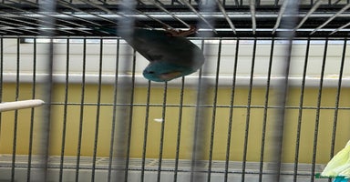 Parakeets birds - Advert 3