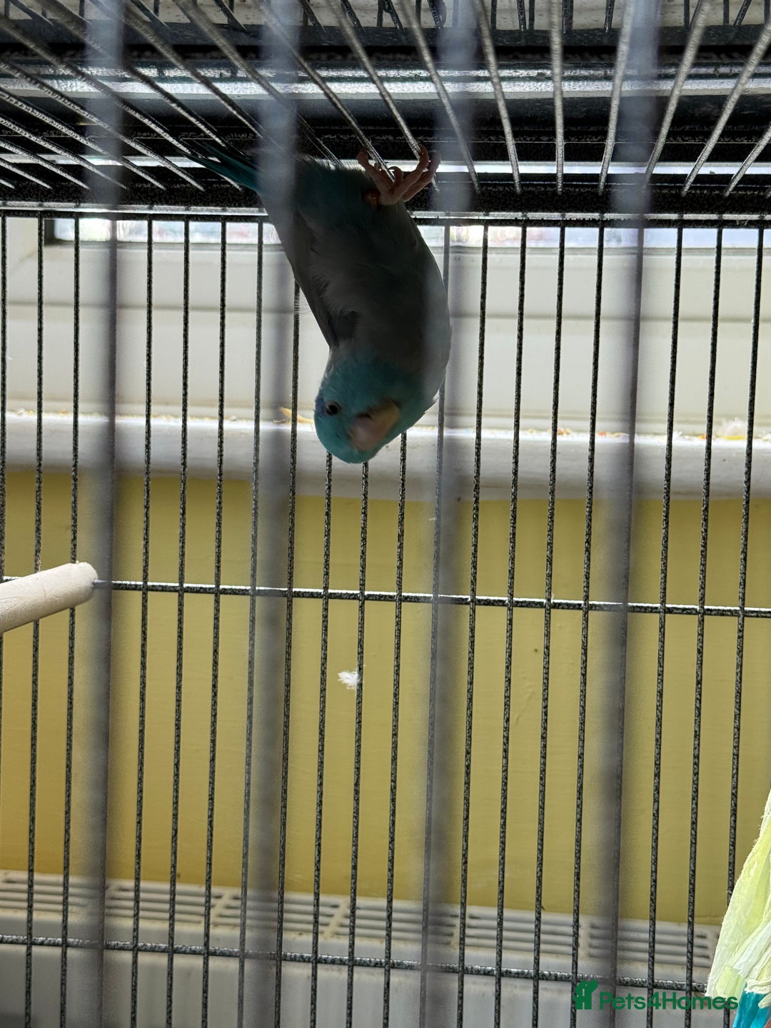Parakeets birds for sale: 8 year old parrotlet Bluey  - Image 3
