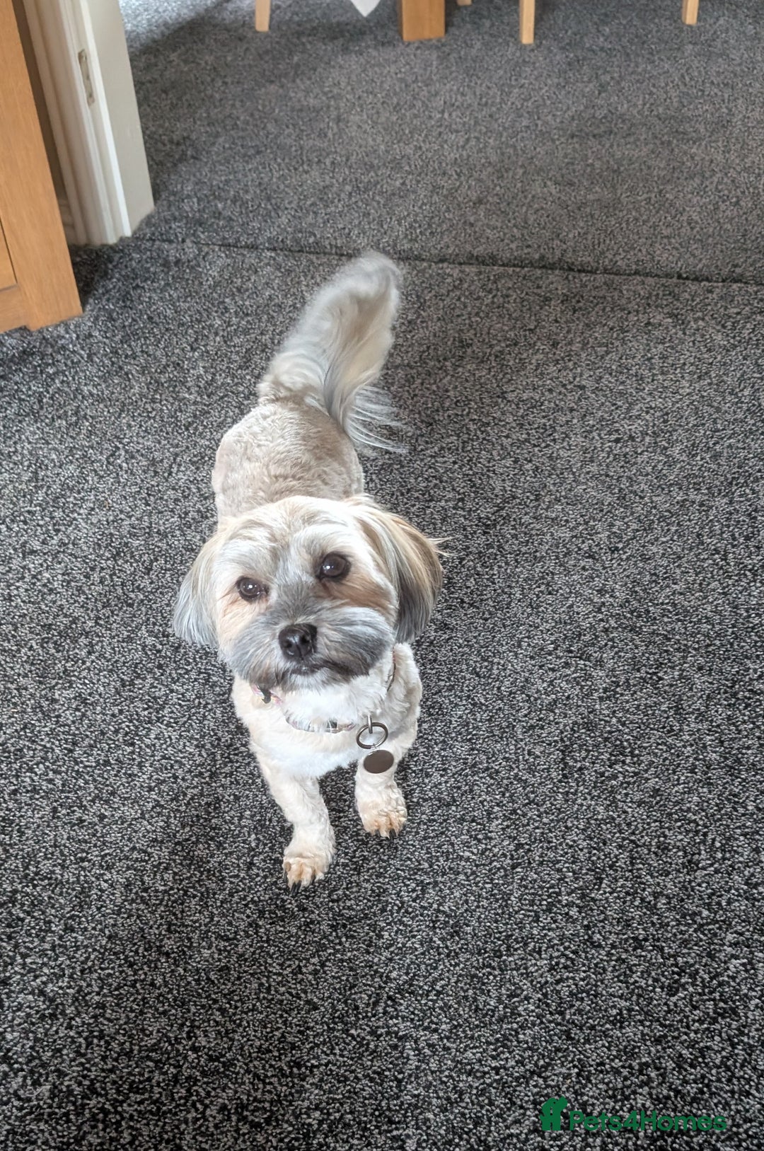 Havanese dogs for sale: Stunning House reared pure bred Havanese Babies  - Advert 14