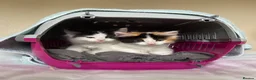 British Longhair cats for sale: Beautiful long haired female cat for sale - Advert 18