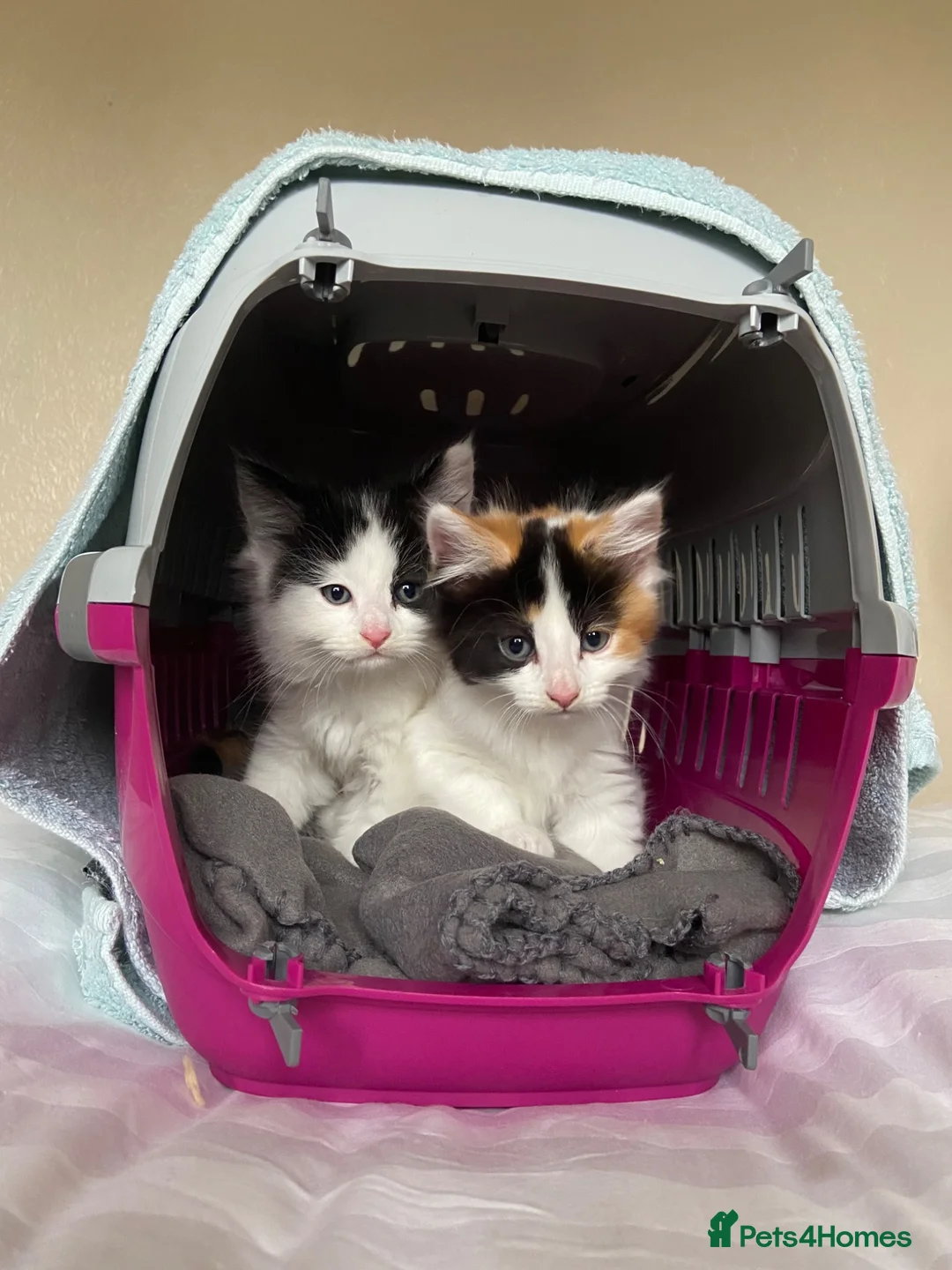 British Longhair cats for sale: Beautiful long haired female cat for sale - Advert 18
