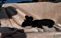 Mixed Breed rabbits for sale: A litter Of Stunning Babies Available to Reserve - Image 9