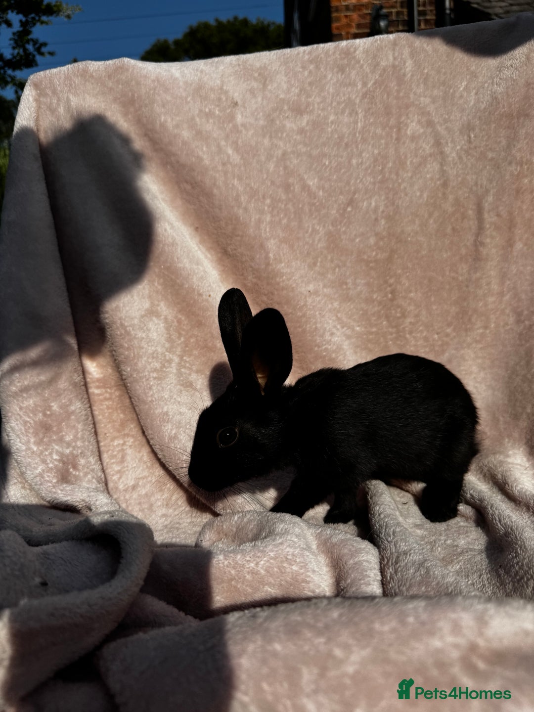 Mixed Breed rabbits for sale: A litter Of Stunning Babies Available to Reserve - Image 9