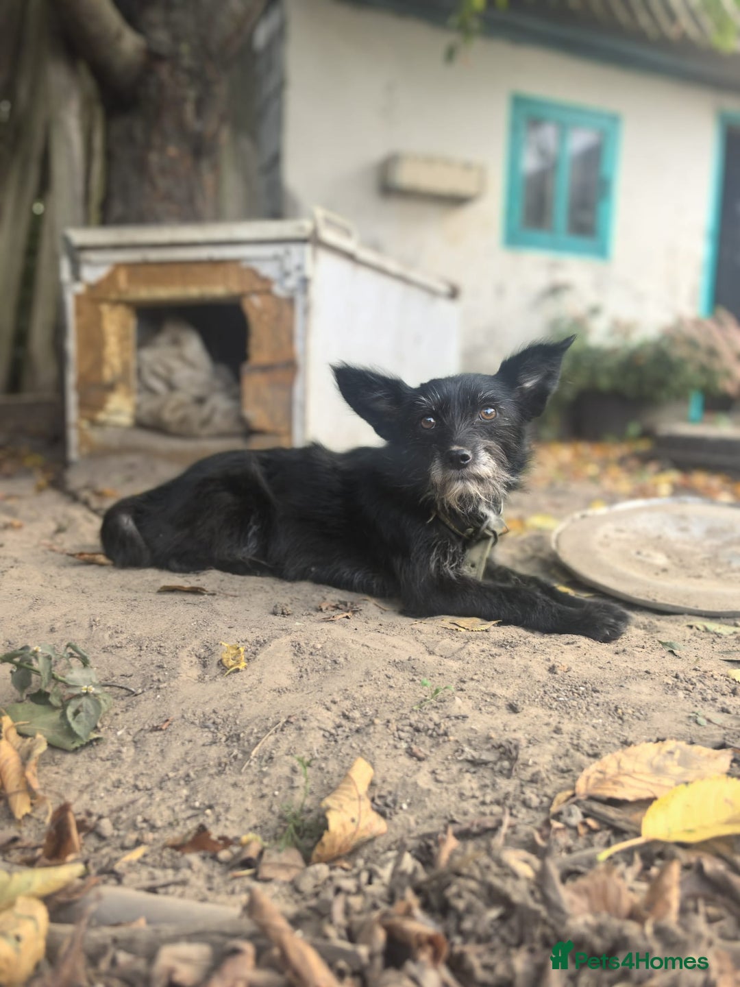 Norfolk Terrier dogs for adoption: KNOPA – Female Norfolk Terrier - Advert 11