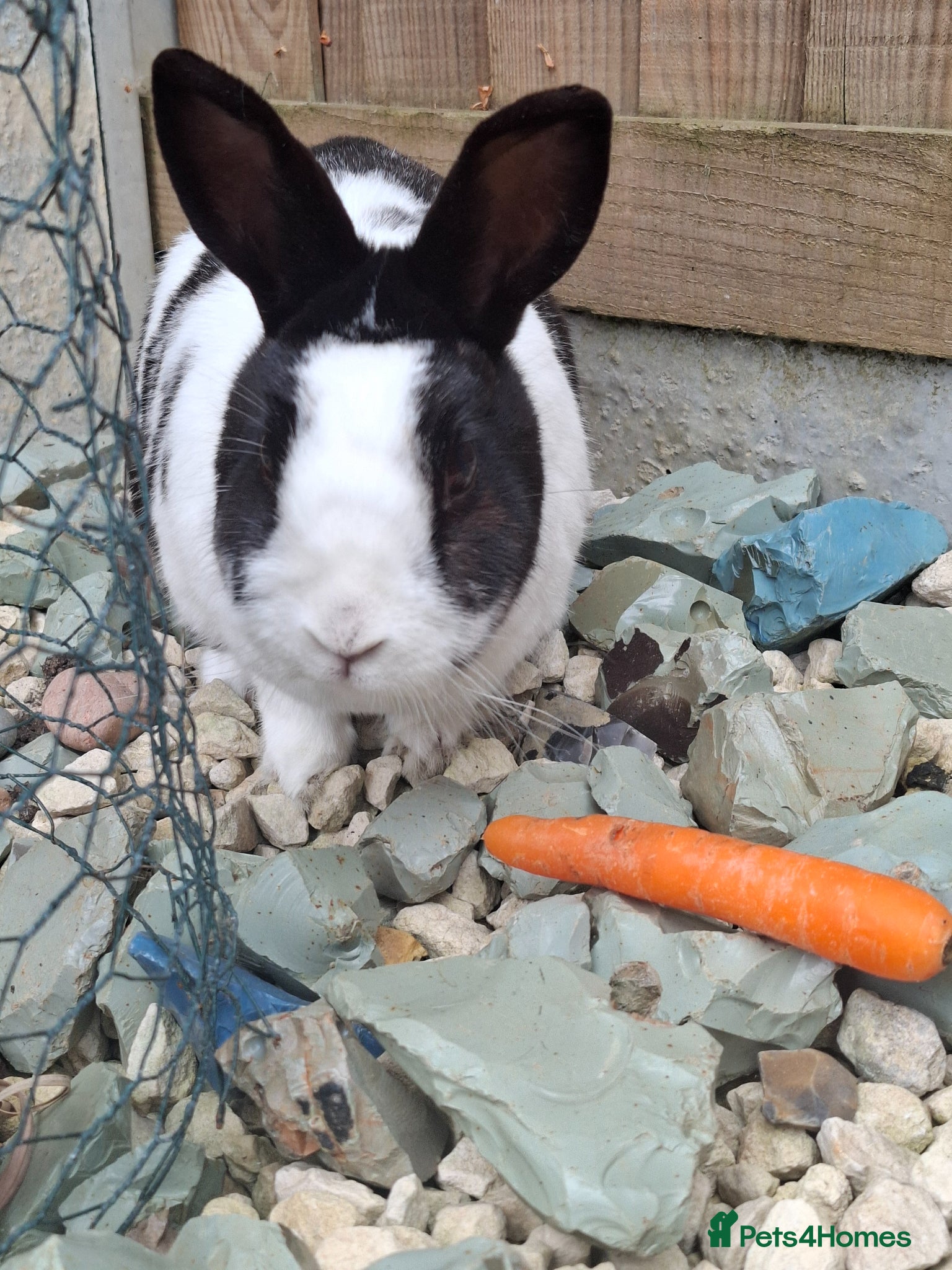 Netherland Dwarf rabbits for sale: Klompje (M) & Sapheiri (F) bonded couple. 7-8yrs in Bury Saint Edmunds - Advert 7