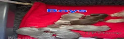 Chihuahua dogs for sale: Long coat chihuahua puppies 5 boys 2 girls - Advert 4