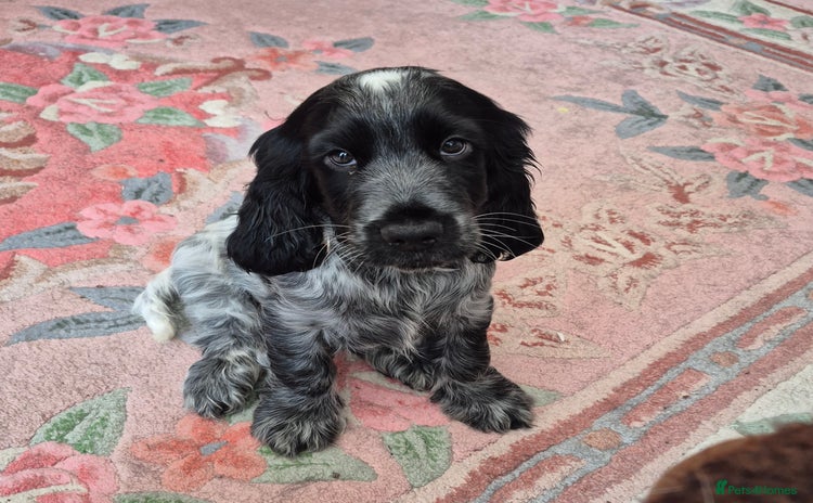 Cocker Spaniel dogs - Advert 10