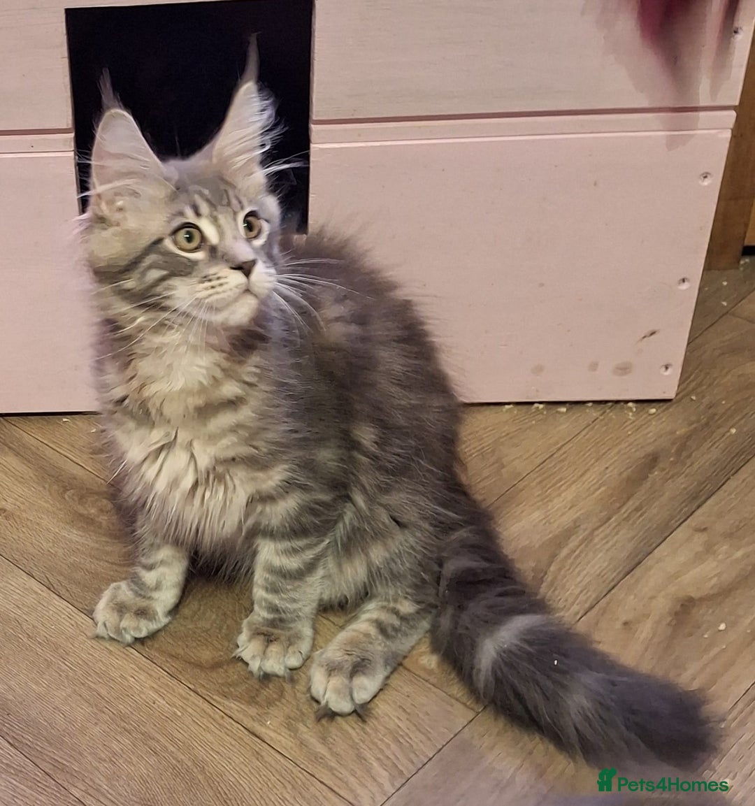 Maine Coon cats for sale: Outstanding Maine Coon kittens - Image 4